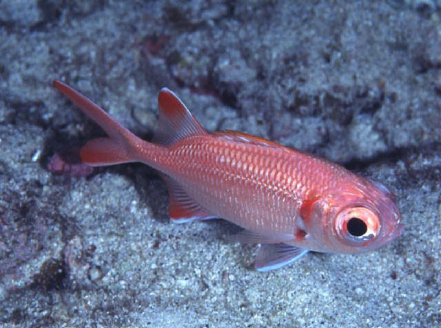 Myripristis pralinia